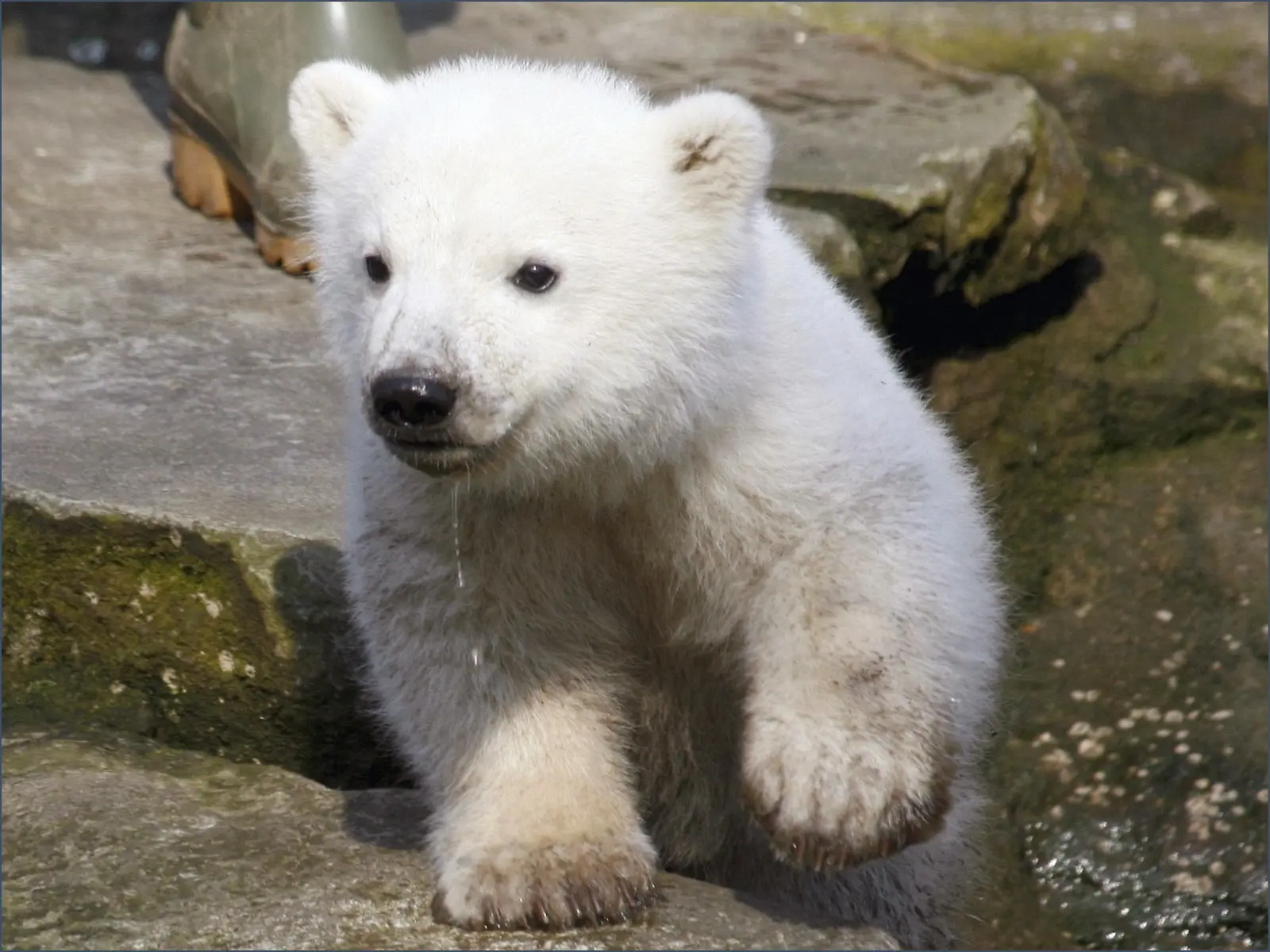 Baby Bear wallpaper 13