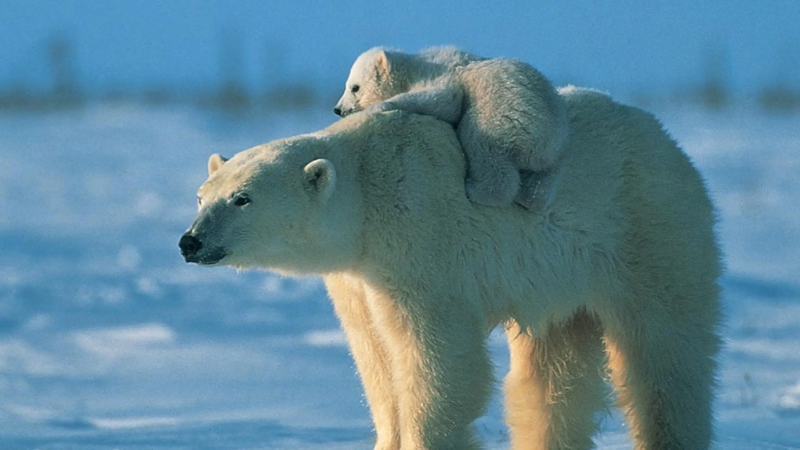 Baby Bear wallpaper 5