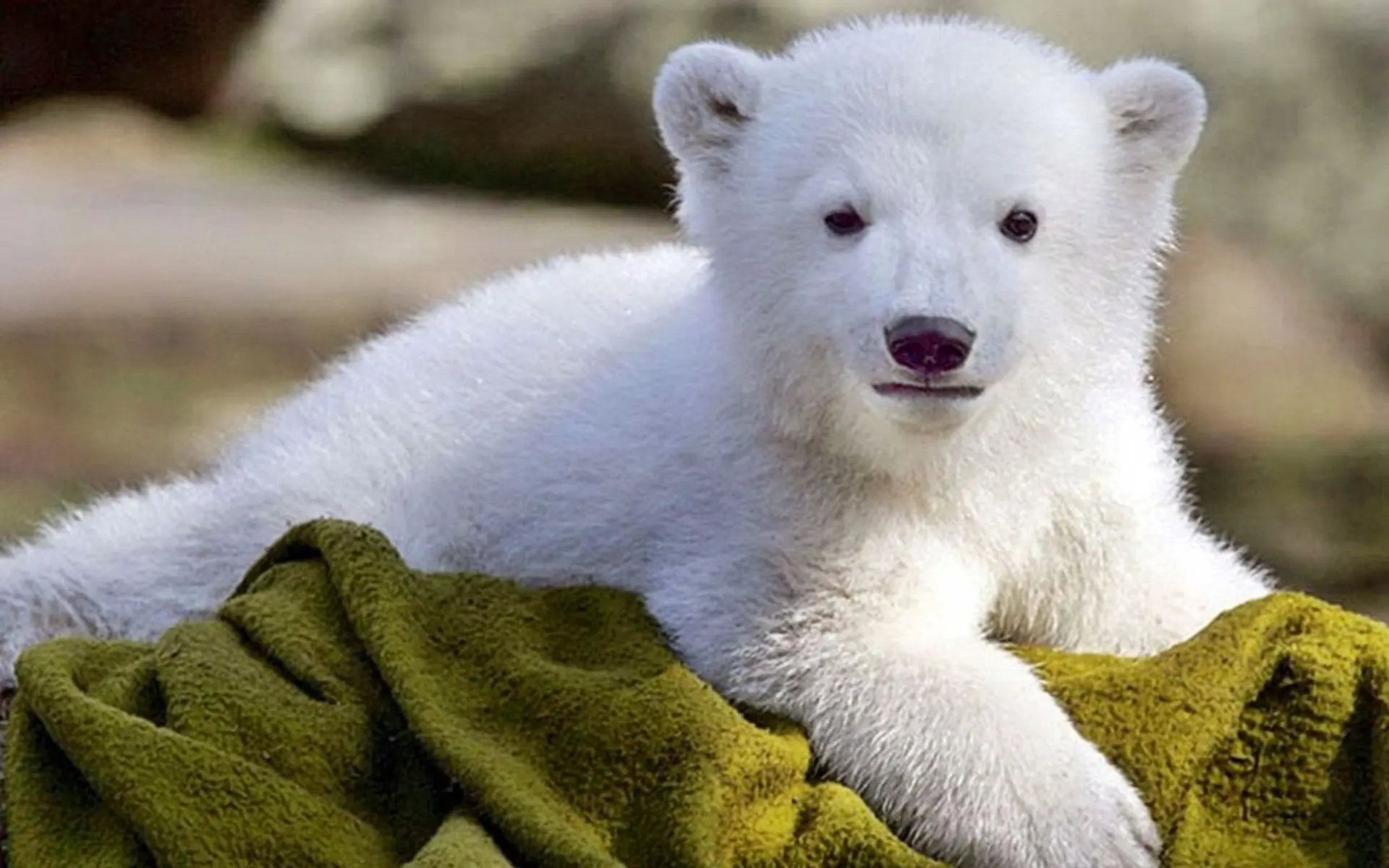 Baby Bear wallpaper 6