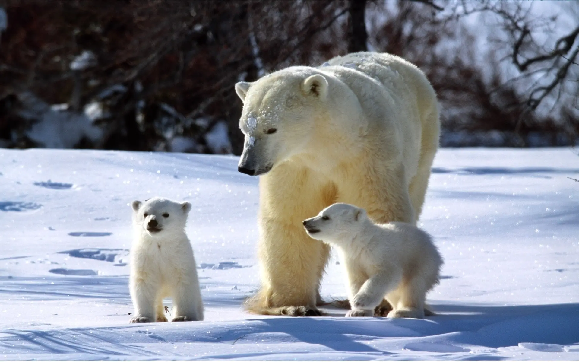 Baby Bear wallpaper 8