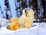 Baby Bear wallpaper 10