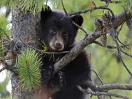 Baby Bear wallpaper 2