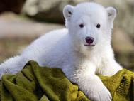 Baby Bear wallpaper 6