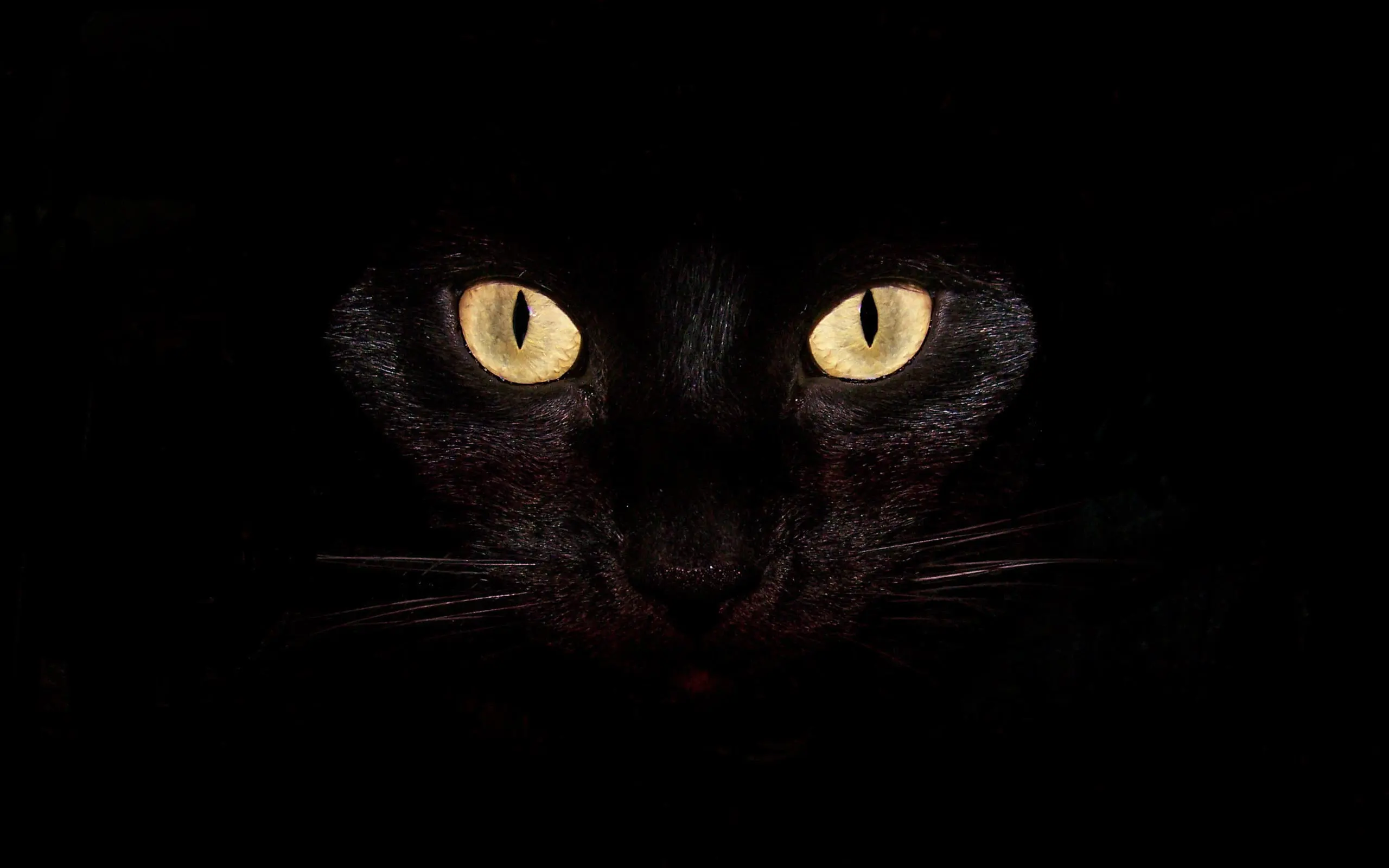 Black Cat wallpaper 1