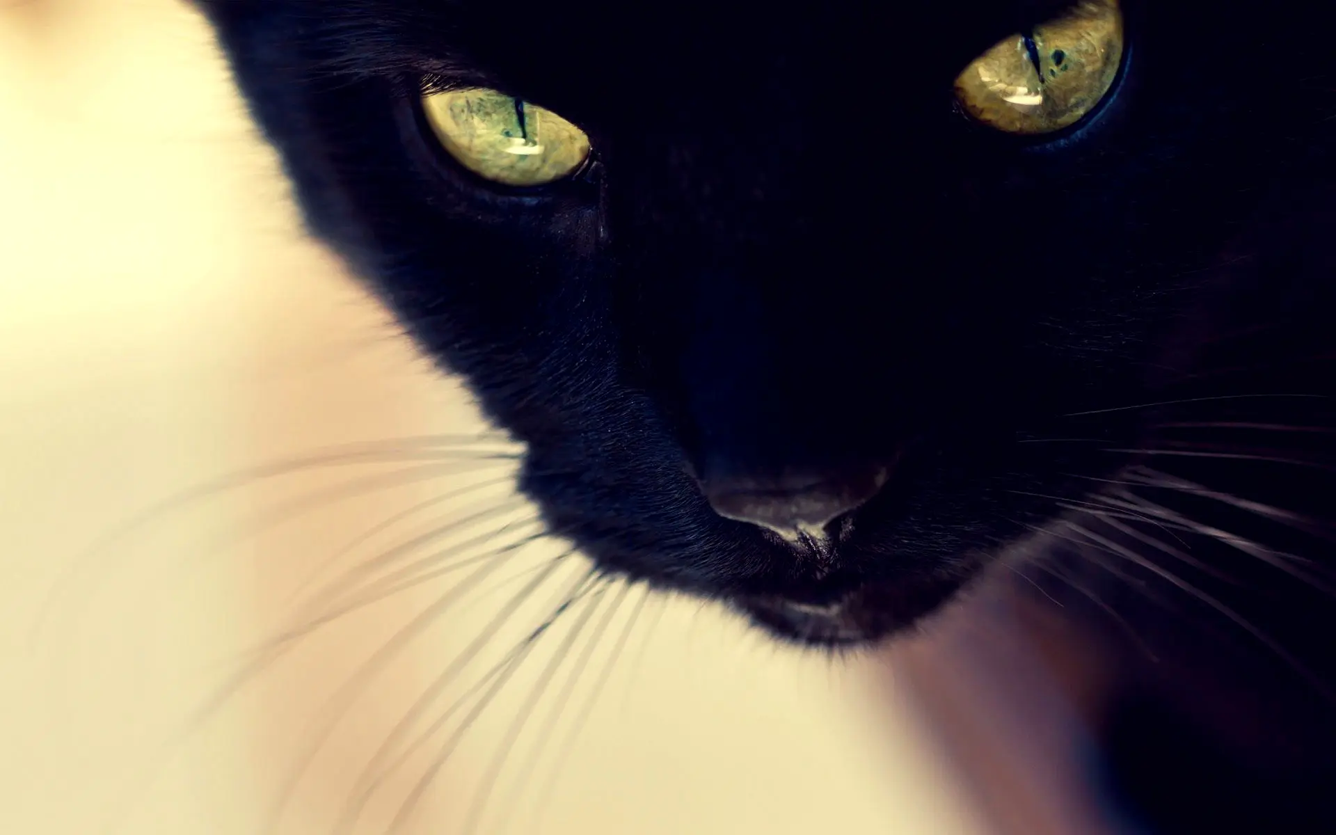 Black Cat wallpaper 11