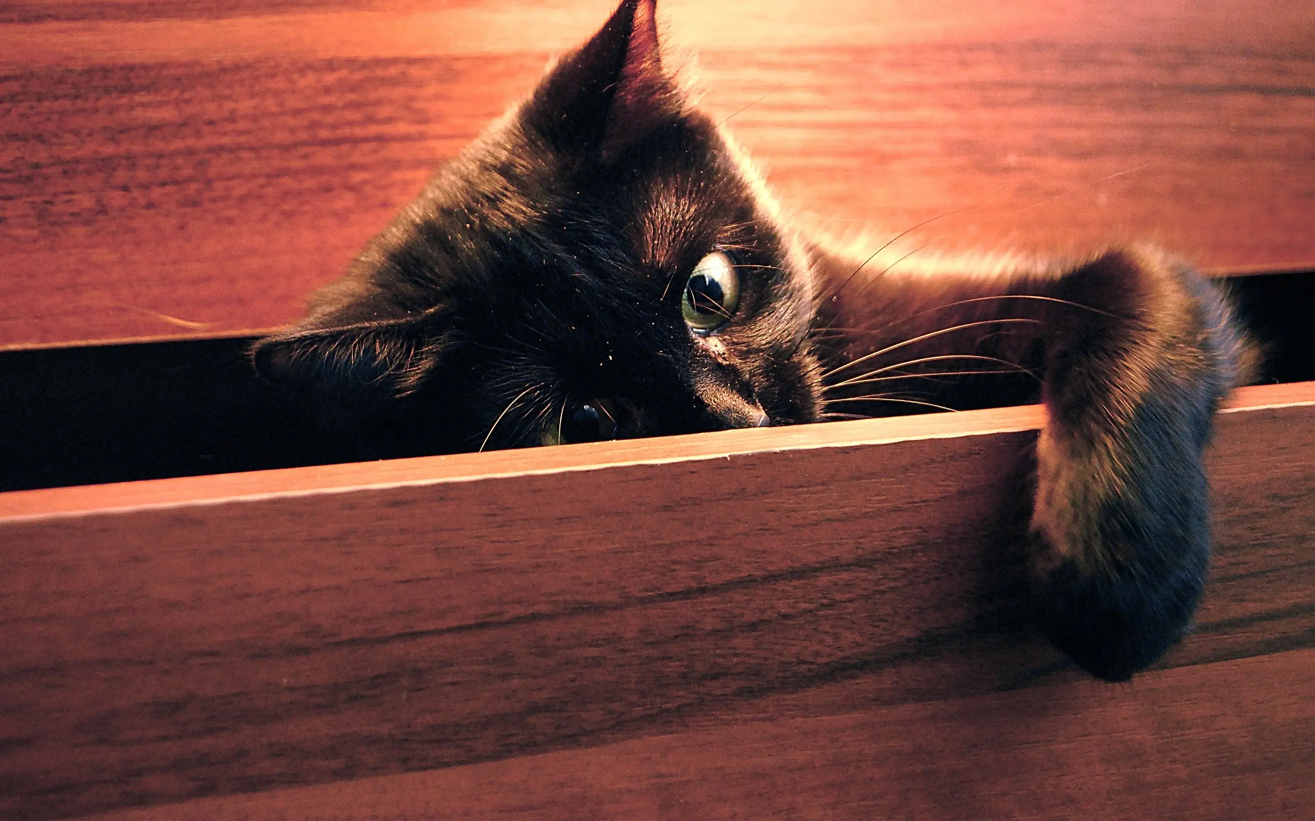 Black Cat wallpaper 12