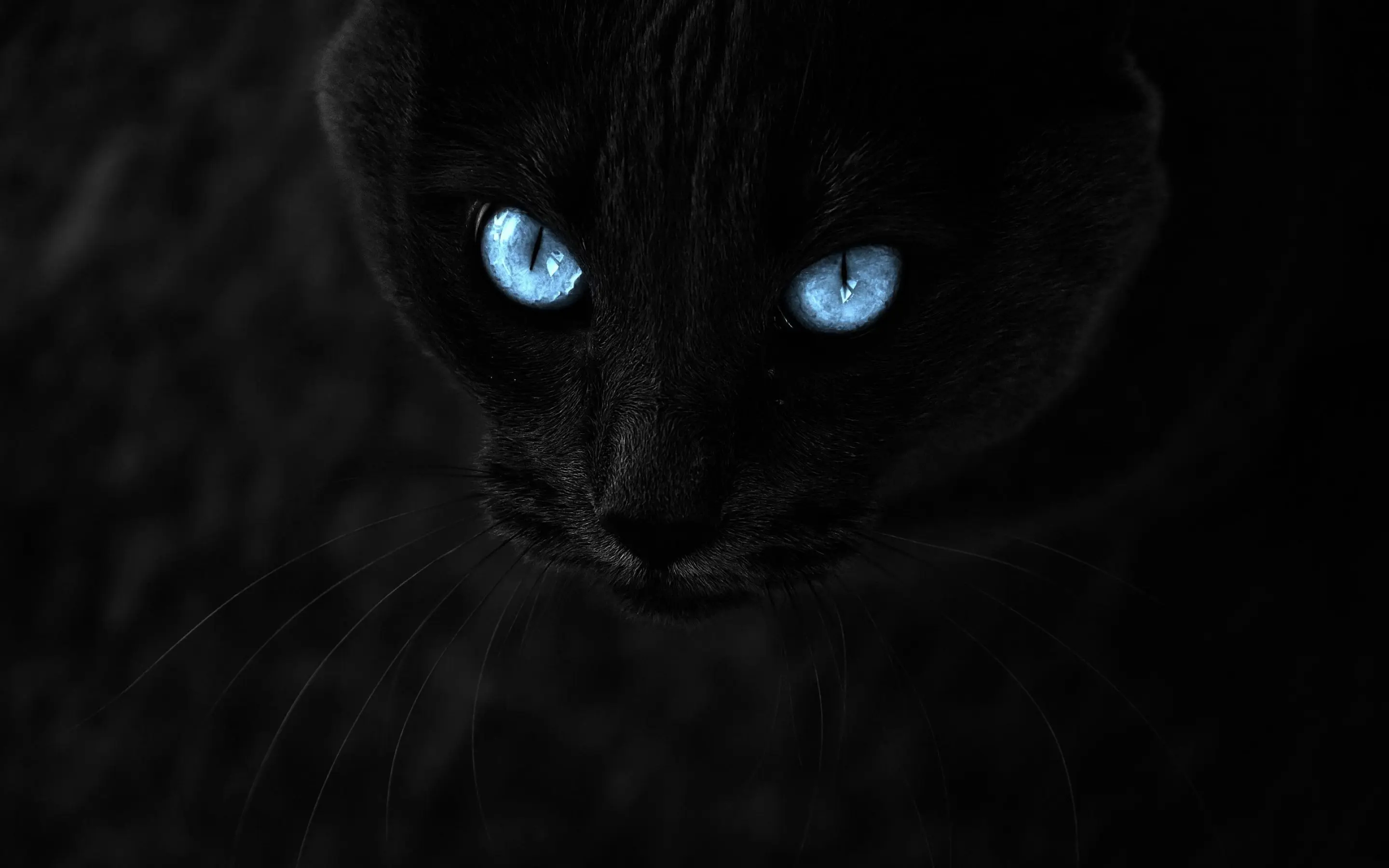 Black Cat wallpaper 13