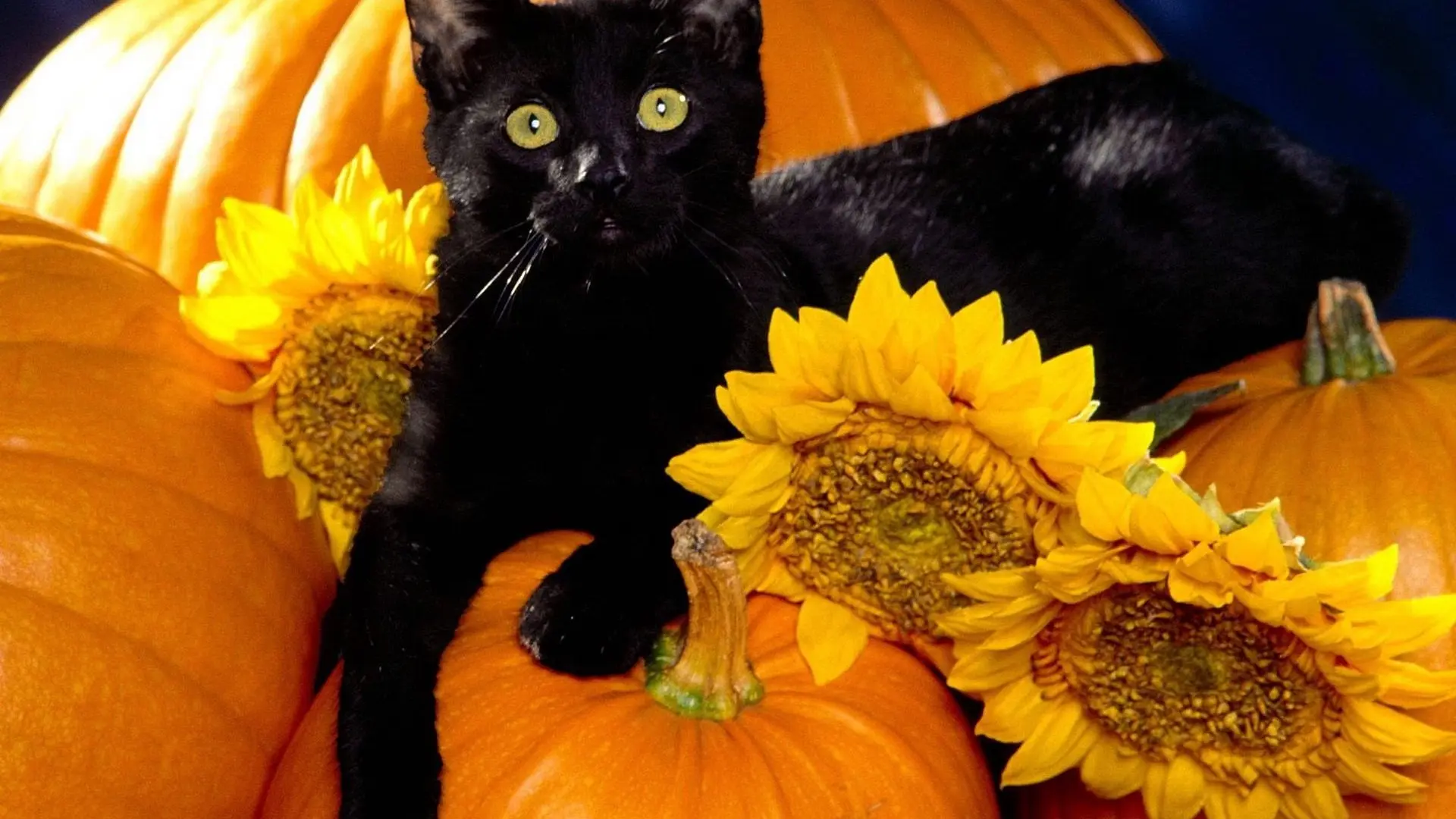 Black Cat wallpaper 19