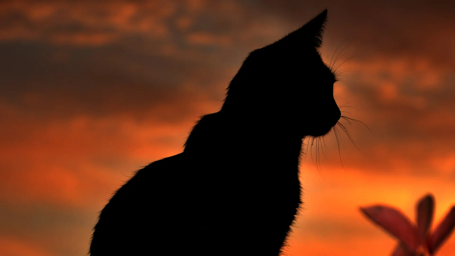Black Cat wallpaper 20