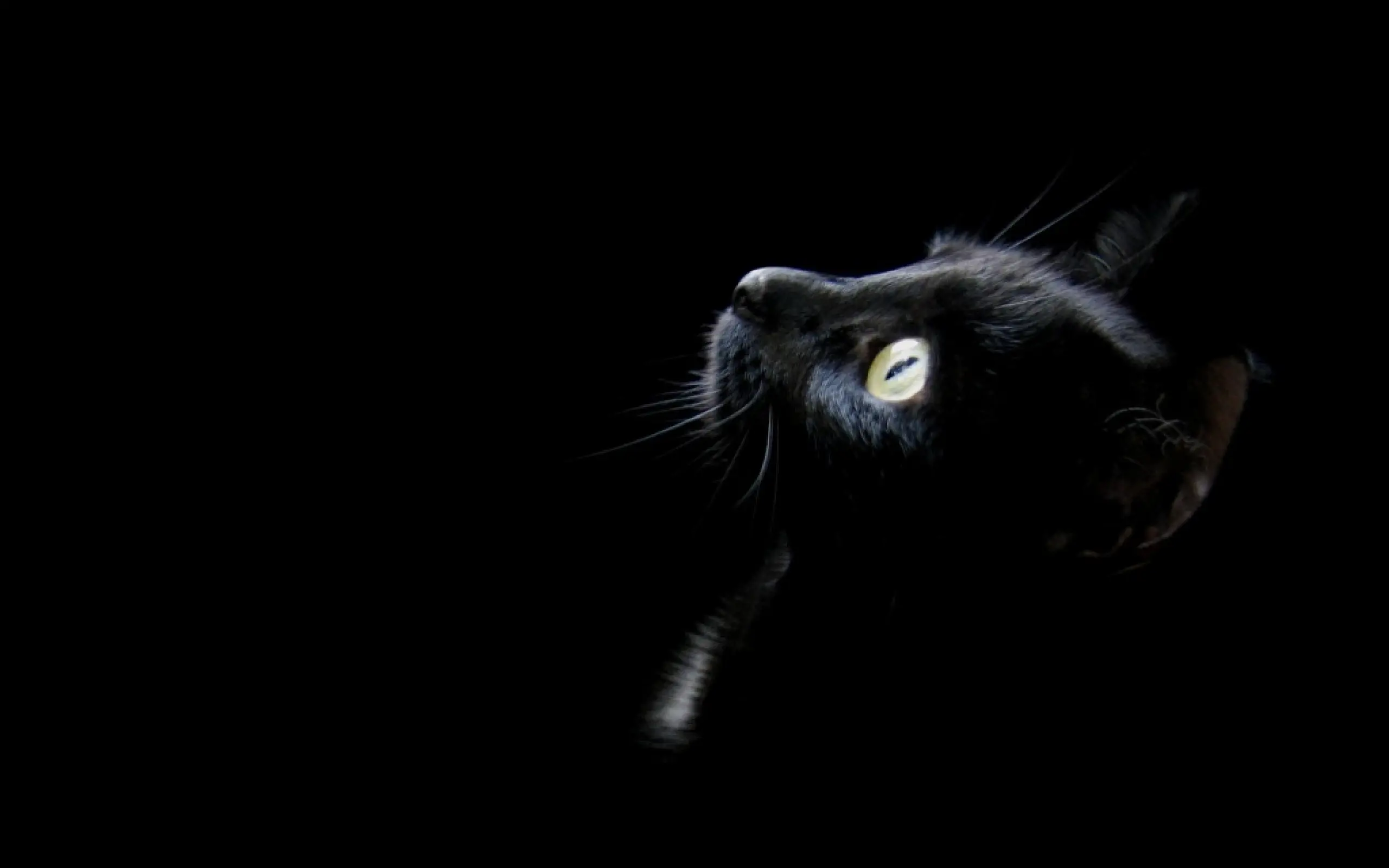 Black Cat wallpaper 6