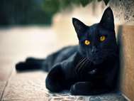 Black Cat wallpaper 10
