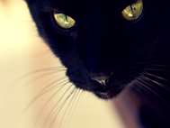 Black Cat wallpaper 11