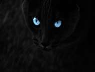 Black Cat wallpaper 13
