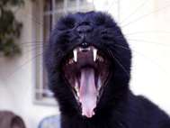 Black Cat wallpaper 14