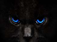Black Cat wallpaper 15