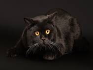 Black Cat wallpaper 16