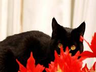 Black Cat wallpaper 18