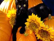 Black Cat wallpaper 19