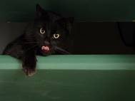 Black Cat wallpaper 21