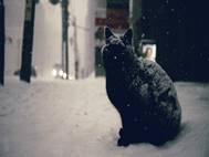 Black Cat wallpaper 22