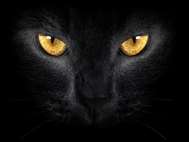 Black Cat wallpaper 4