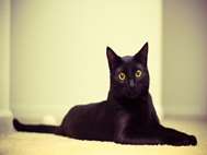Black Cat wallpaper 8