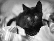 Black Cat wallpaper 9
