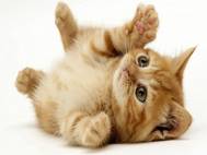 Baby cats wallpaper 1