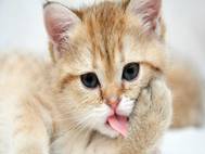 Baby cats wallpaper 10