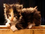 Baby cats wallpaper 11