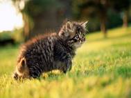 Baby cats wallpaper 12
