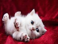 Baby cats wallpaper 13