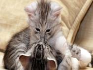 Baby cats wallpaper 14