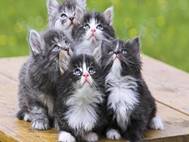 Baby cats wallpaper 15