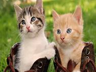 Baby cats wallpaper 16