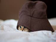 Baby cats wallpaper 17