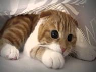 Baby cats wallpaper 18