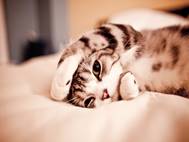 Baby cats wallpaper 19