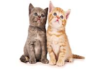 Baby cats wallpaper 2