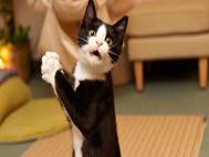 Baby cats wallpaper 20