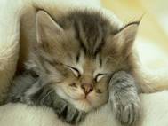 Baby cats wallpaper 21