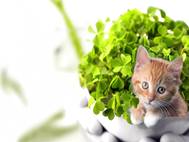 Baby cats wallpaper 22