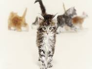 Baby cats wallpaper 23