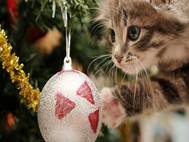 Baby cats wallpaper 24