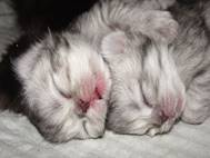 Baby cats wallpaper 25