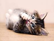 Baby cats wallpaper 26