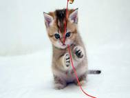 Baby cats wallpaper 27
