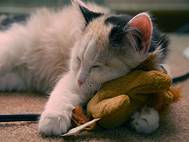 Baby cats wallpaper 28