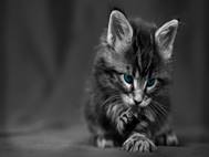Baby cats wallpaper 29