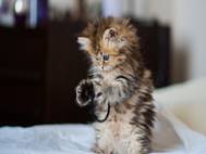 Baby cats wallpaper 3